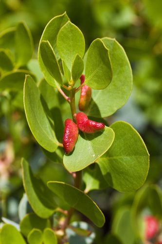 Manzanita Leafgall Aphid photo 5