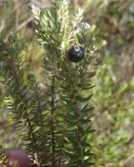 Phylica axillaris axillaris