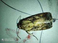 Spodoptera frugiperda