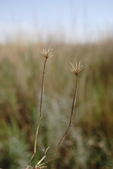 Hordeum geniculatum