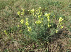 Linaria biebersteinii ruthenica