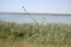 Bupleurum marschallianum