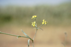 Bupleurum marschallianum