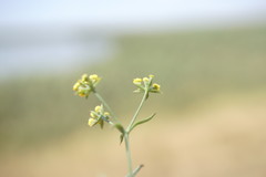 Bupleurum marschallianum