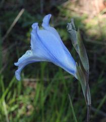 Gladiolus gracilis