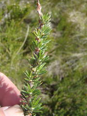 Cliffortia stricta