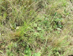 Stipa tirsa