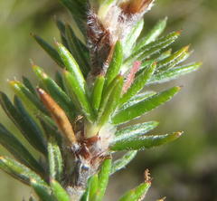 Cliffortia stricta