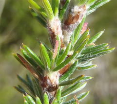 Cliffortia stricta
