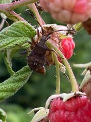 Coreus marginatus