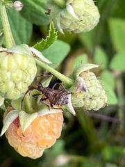 Coreus marginatus