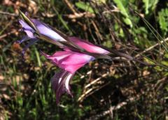 Gladiolus gracilis