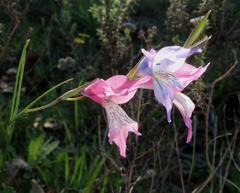 Gladiolus gracilis