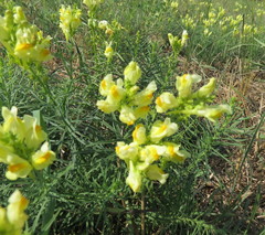 Linaria biebersteinii ruthenica