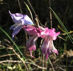Gladiolus gracilis