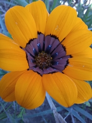 Gazania ciliaris