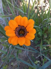 Gazania ciliaris