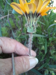 Gazania ciliaris