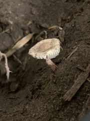 Heliocybe