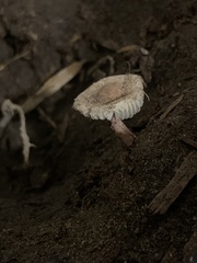 Heliocybe