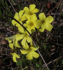 Oxalis pes-caprae pes-caprae
