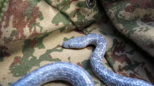 Variegated Wolf Snake