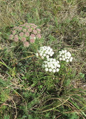 Seseli annuum