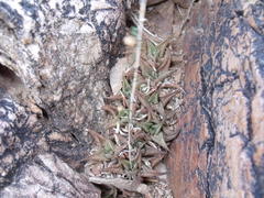 Haworthiopsis tessellata