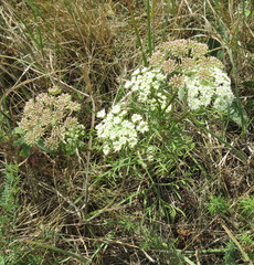 Seseli annuum