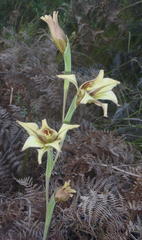 Gladiolus tristis