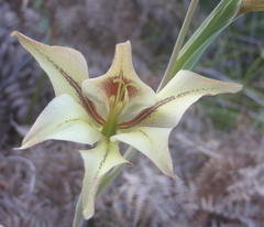Gladiolus tristis
