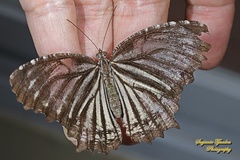 Elymnias nesaea