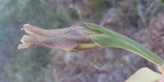 Gladiolus tristis