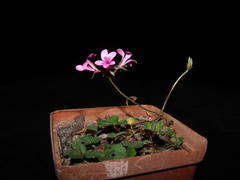 Pelargonium chelidonium