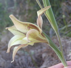 Gladiolus tristis