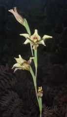 Gladiolus tristis
