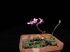 Pelargonium chelidonium