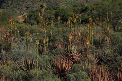 Aloe microstigma microstigma