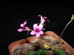 Pelargonium chelidonium