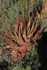 Aloe microstigma microstigma