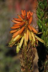 Aloe microstigma microstigma