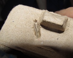 Agonopterix umbellana