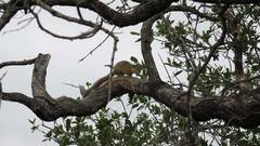 Paraxerus cepapi cepapi