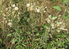 Erigeron acris podolicus