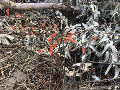 Stenomesson miniatum