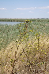 Bupleurum brachiatum