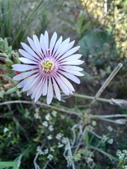 Lampranthus leptaleon