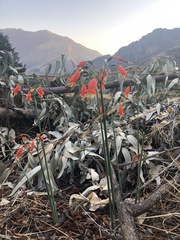 Stenomesson miniatum