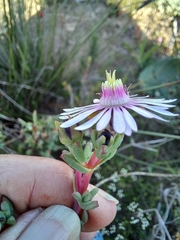 Lampranthus leptaleon