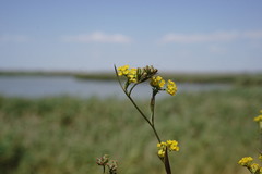 Bupleurum brachiatum
